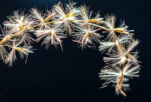 zebragras-trocken-1.jpg