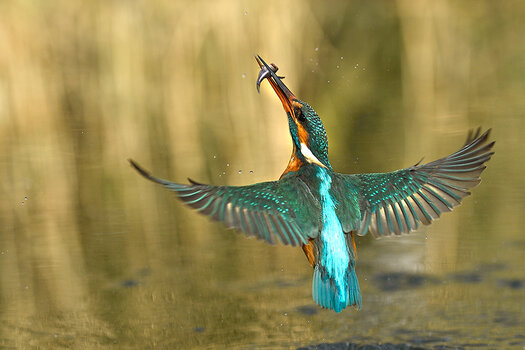 Eisvogel fliegt nach erfolgreichem Fang vom Wasser zum Ansitz zurück. Rückansicht, die Flügel sind weit ausgebreitet. 