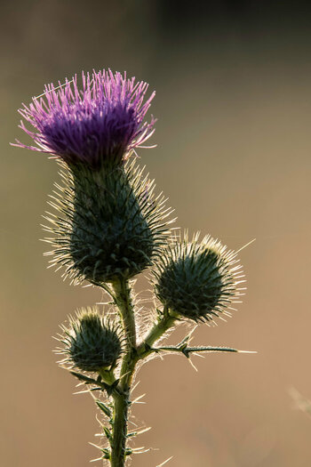 Blüte.jpg
