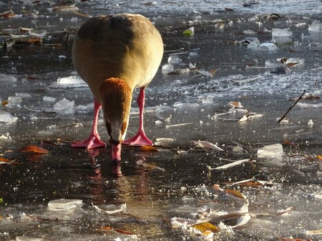 Nilgans auf Eis 2.JPG