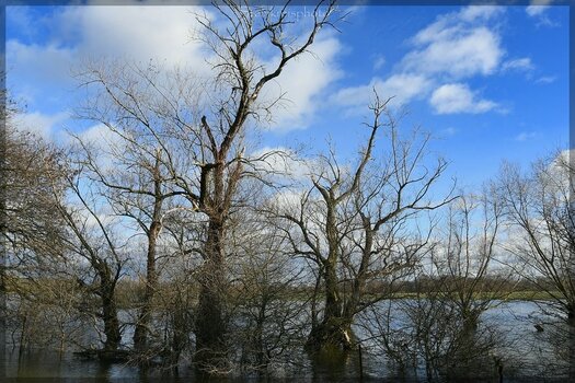 comp_Hochwasser 15.1.23.jpg