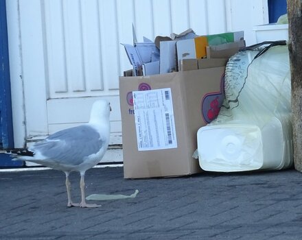 Möwe und Müll.JPG