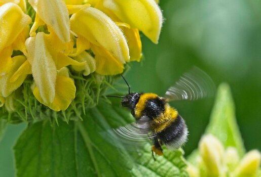 Erdhummel .jpg