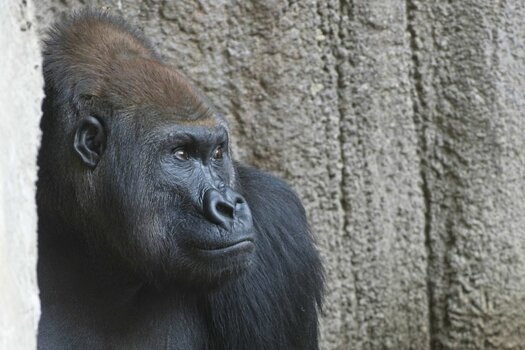 Patriarch, Zoo Leipzig.jpg