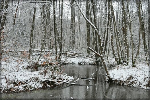 comp_Winterwald und Bombentrichter.jpg