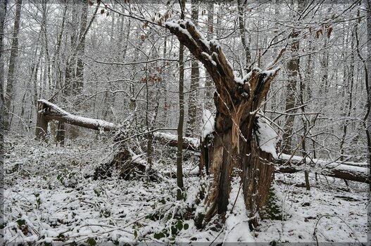 comp_Baumgeist im Winterwald.jpg