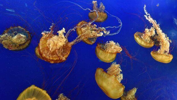 Vancouver-Aquarium_32_NF.jpg