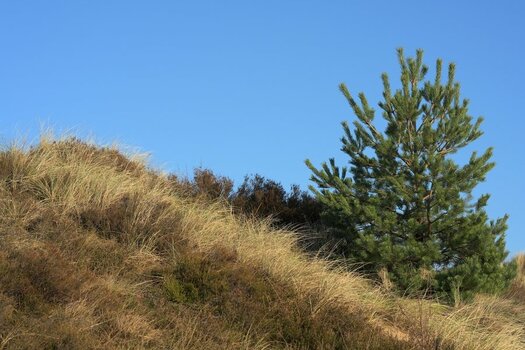 Pinus.jpg