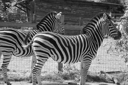 Zebras_klein.jpg
