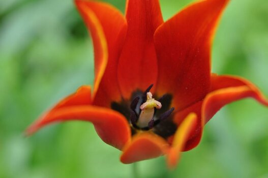 Tulpe.jpg