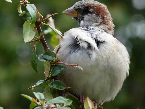 Spatz.jpg