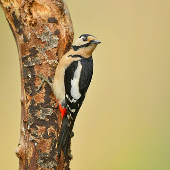 DSC_9504_3.jpg