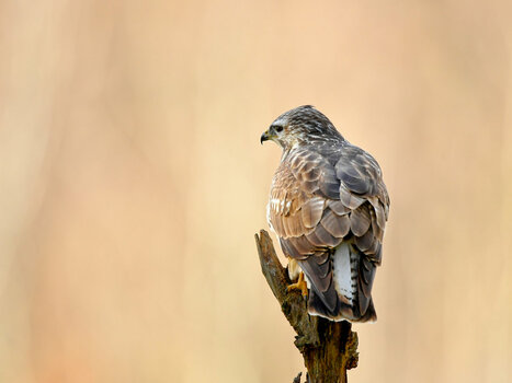 DSC_9764_3.jpg