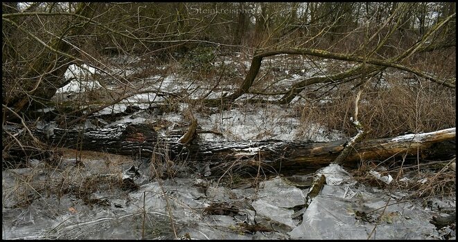 comp_Bruchwald im Winter.jpg