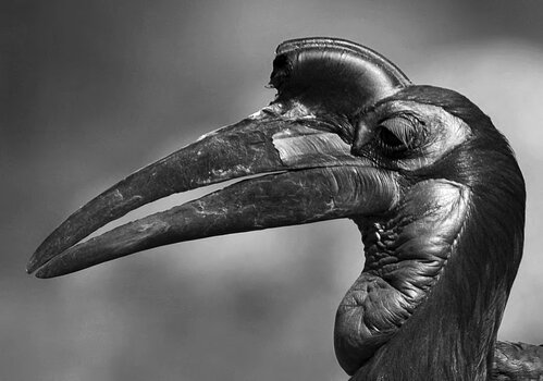 Nashornvogel_sw.jpg