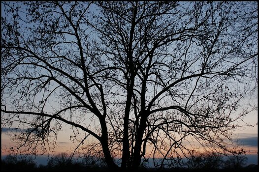 comp_D50 Eveningtree.jpg