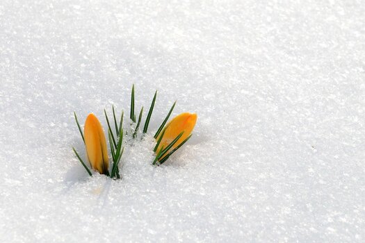 krokus im schnee.jpg