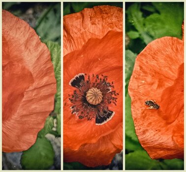 Dreifach Mohn.jpg
