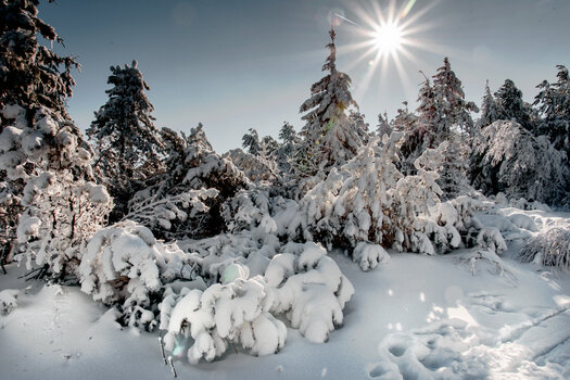 750_1795-Bearbeitet_DxO.jpg 750_1795-Bearbeitet_DxO.jpg