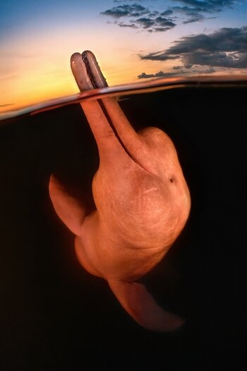 Foto eines rosa Flussdelfins, der die Oberfläche des Amazonas durchbricht Foto eines rosa Flussdelfins, der die Oberfläche des Amazonas durchbricht