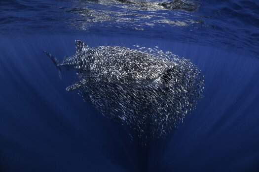 Ein Walhai, der größte Fisch der Welt, versteckt in einem Köderball kleinerer Fische.