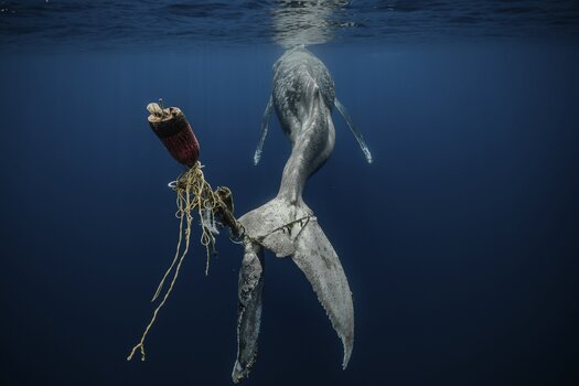 Verhungernder Buckelwal kann nicht mehr richtig schwimmen, da sein Schwanz gebrochen ist, weil er sich in Seilen und Bojen verfangen hat.