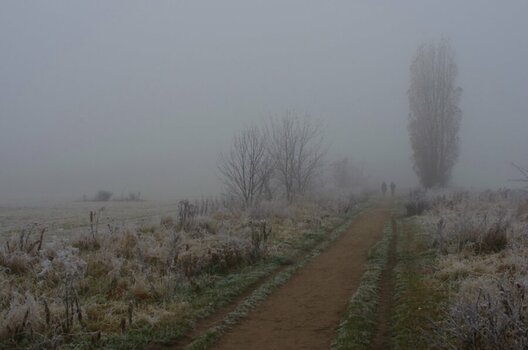 comp.IMGP083  Novembernebel 2012-Lichtenrade.jpg