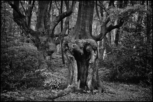 comp_Geisterwald 2 sw.jpg