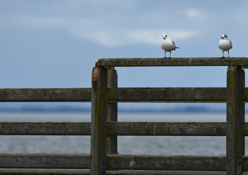DSC_4012_0001_01.jpg