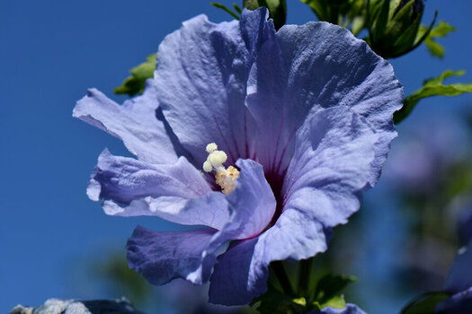 DSC_6942_DxO.jpg