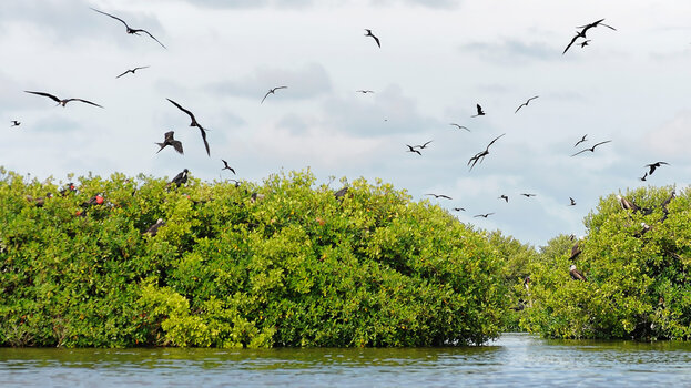 Barbuda_Fregattvögel-1.jpg