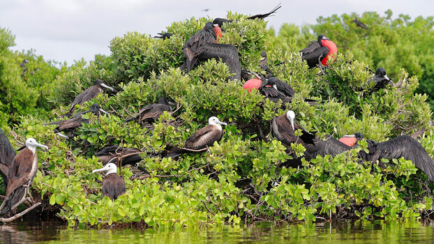 Barbuda_Fregattvögel-2.jpg
