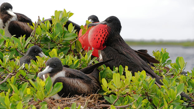 Barbuda_Fregattvögel-3.jpg
