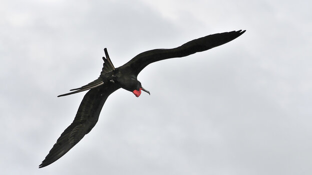 Barbuda_Fregattvögel-4.jpg