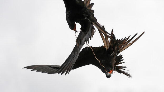 Barbuda_Fregattvögel-5.jpg