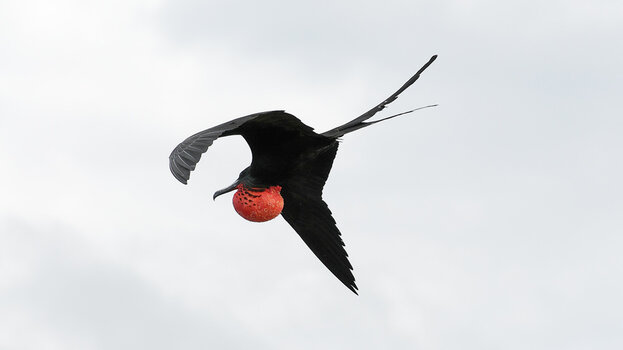 Barbuda_Fregattvögel-6.jpg