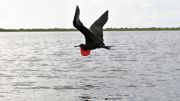 Barbuda_Fregattvögel-7.jpg