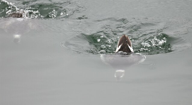 NZ9_4963 (2).JPG