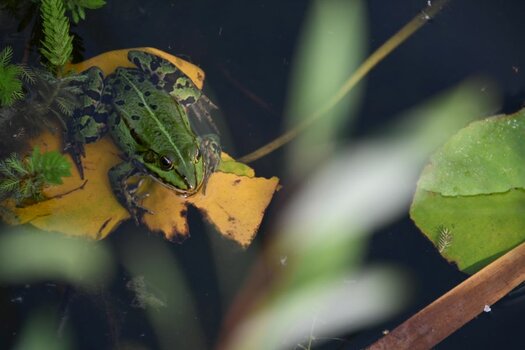 Frosch900.jpg