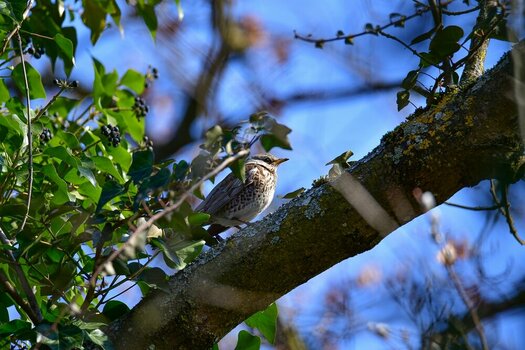 comp_DSC_3427.jpg