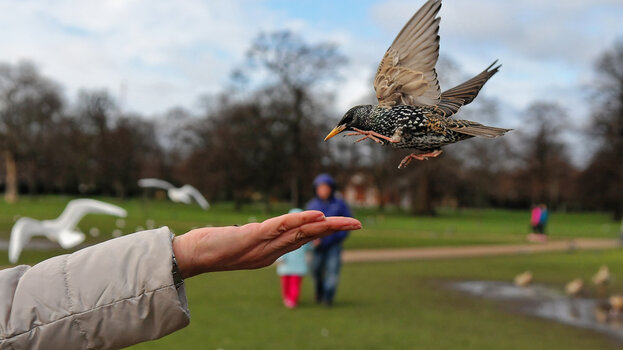London_Kensington-Gardens_Star-(1)_DxO.jpg