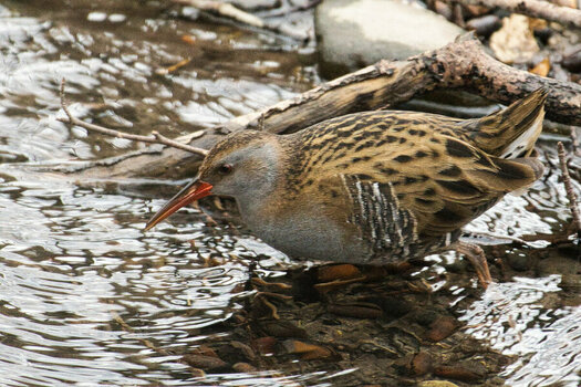 ROB_3038 Wasserralle.jpg