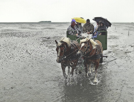 Zurück von der Hallig Hooge.jpg