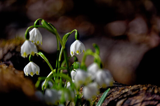750_2217_DxO.jpg