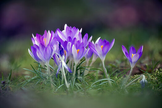 1200T_Krokus42_01.jpg