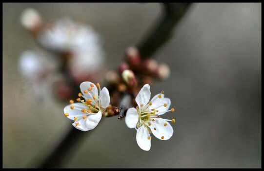 comp_Schlehenblüte 5.jpg