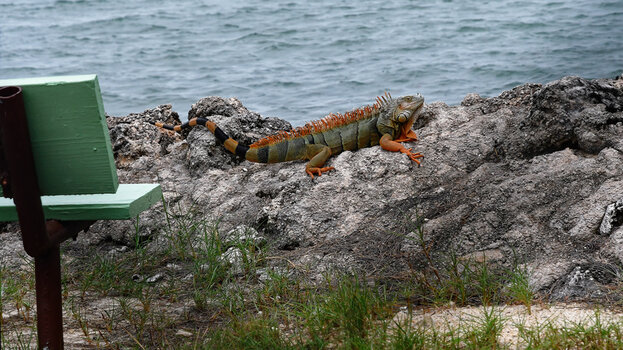 FL_Key-West_Iguana_3_DxO.jpg