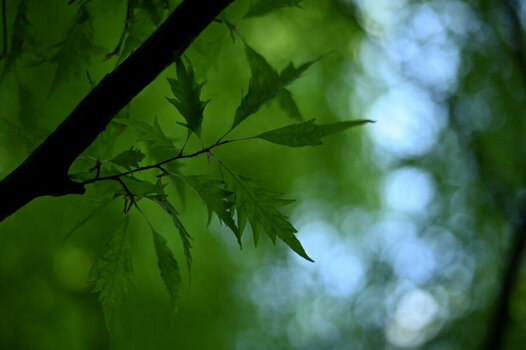 HSC_4335_0001.jpg
