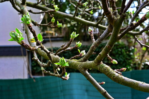 apfelohneblüten900.JPG