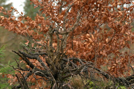 AZ7_1075.jpg